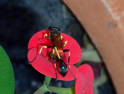 Sceliphron sp.